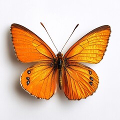 Fototapeta premium Stunning close-up of an orange butterfly showcasing intricate wing patterns