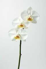 Obraz premium Elegant white orchids isolated on pure white backdrop, background, simple, high resolution