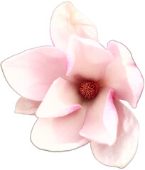 The splendor and vibrant colors of a magnolia