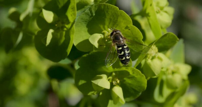 A macro video of a hoverfly resting in the sunlight.