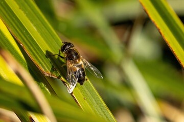 Close-up of a hoverfly resting on a sunlit surface in a natural outdoor setting.