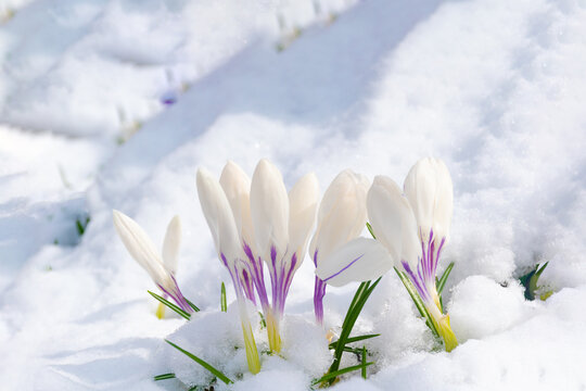 White crocus flowers breaking through the snow in early spring on a clear sunny day.