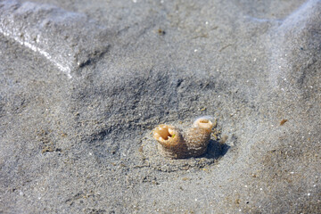 Piddock Clam siphon sticking out of sand underwater, marine life at low tide in Puget Sound at Golden Gardens park, Seattle, Washington
