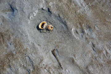 Piddock Clam siphon sticking out of sand underwater, marine life at low tide in Puget Sound at...