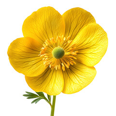 Bright Yellow Buttercup Flower Isolated on Transparent Background