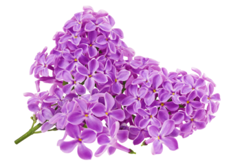 Lilac flower isolated on white background, full depth of field