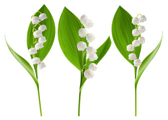Lily of the valley isolated on white background, full depth of field