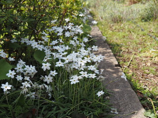 Fototapeta premium ハナニラ