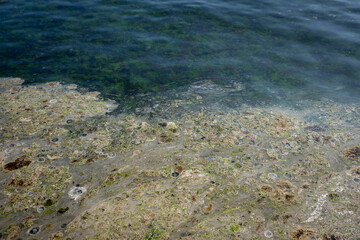 mucilage on the sea surface, environmental disaster. kadikoy, istanbul, turkey.