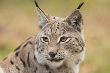 lynx, eurasian, lynx lynx, head, portrait, eyes, ears, tufts, muzzle, high quality, fur, wildcat, cat