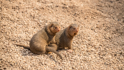 mongoose, herpestes, ichneumon, galerella, myomax, mongoose pair, mammals, dwarf moongoose