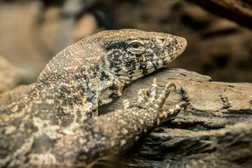 lizard, portrait, head, lizard, reptile, scaly, look, stone, rock, closeup