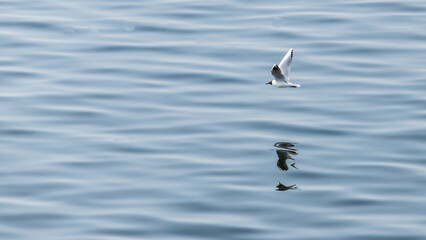 black-headed gull, Chroicocephalus, ridibundus, flying over water, just above water surface, flight, wings, bird, sea, reflection
