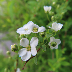 日本で春にユキヤナギが白い花を咲かせています