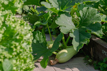 vegetables in a garden bed on a farm, zucchini in a garden in a country house, autumn harvest. High quality photo