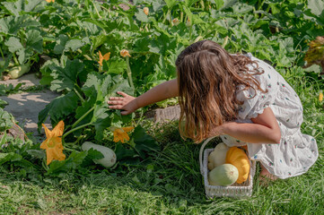 girl child collects vegetables in a garden bed on a farm, zucchini in a garden in a country house, autumn harvest. High quality photo