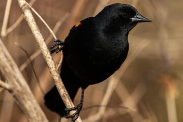 Red-winged Blackbird  in the Wild