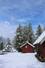 A snowy yard with trees and a house