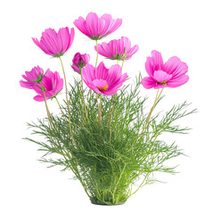 Fototapeta premium Pink Cosmos Flower Bouquet Isolated on Transparent Background