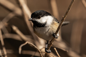 Black-capped Chickadee Waiting on Branch