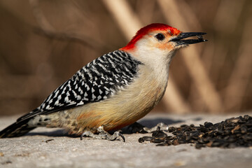 Red-bellied Woodpecker Feasting on Seeds