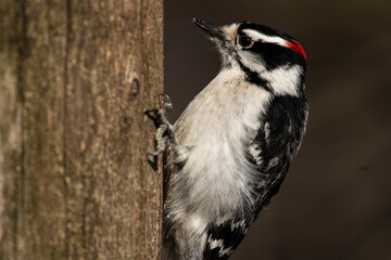 Downy Woodpecker Perched on a Fence Post