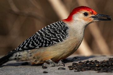 Red-bellied Woodpecker Snatching a Sunflower Seed