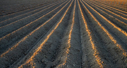 a freshly plowed furrow in a field stretching into the distance