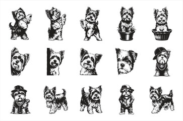 Naklejka premium Biewer Terrier dog