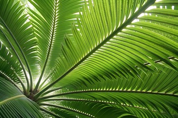 Close-Up of Green Palm Leaf: Symmetrical Detail