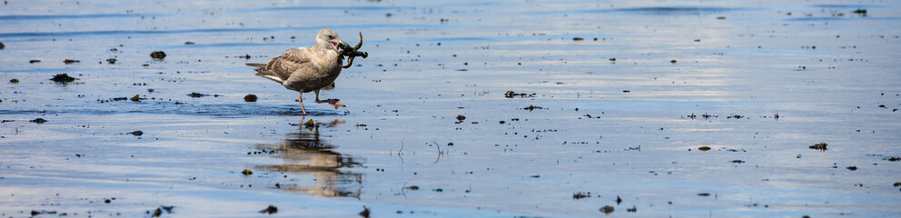 Gull with small sea star in its beak walking in the shallow water, marine life at low tide in Puget Sound, Golden Gardens park, Seattle, Washington
