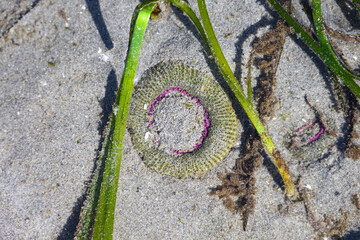 Aggregating Anemone underwater with green sea grass in the sand, marine life at low tide in Puget...
