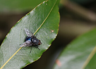 Common fly on a bay leaf