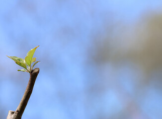 Green Shoot on an Apple Tree Branch in Spring