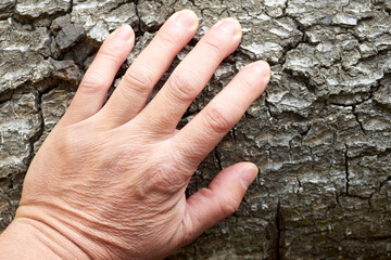 Hand exploring rough tree bark texture, connecting with natural woodland setting, experiencing...