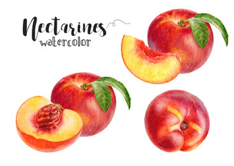 Hand-Painted Watercolor Nectarine Peach Botanical Illustration Isolated on White