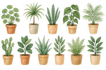 Obraz premium PNG watercolor houseplant set with potted greenery, tropical plants, succulents, cactus, monstera, palm, sansevieria isolated on transparent background. Botanical clipart, interior design elements