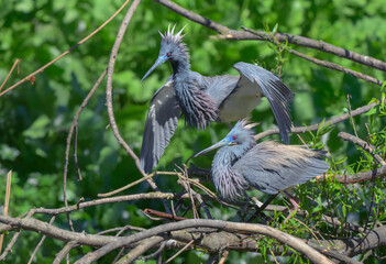 A pair of Tri-colored herons (Egretta tricolor) courting, High Island, texas