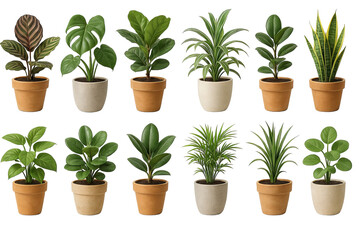 PNG houseplant set of potted indoor plants with green tropical foliage isolated on transparent background. Concept of home decor, botanical design elements, greenery, indoor jungle, clipart