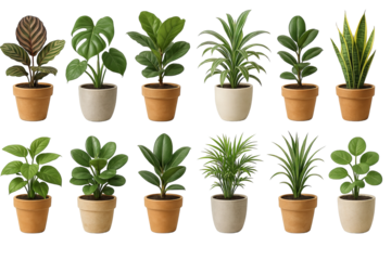 PNG houseplant set of potted indoor plants with green tropical foliage isolated on transparent background. Concept of home decor, botanical design elements, greenery, indoor jungle, clipart