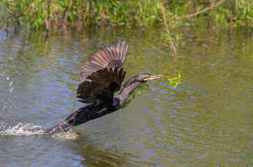 Neotropic cormorant (Nannopterum brasilianum) taking off from water with a green branch used as nesting material, High Island, Texas, USA.