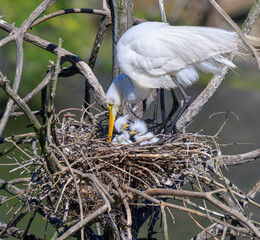 Great egret (Ardea alba) at the nest with newly hatched brooding chicks, High Island, Texas, USA © Ivan Kuzmin