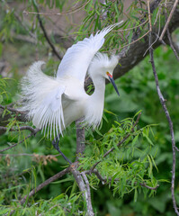 Snowy egret (Egretta thula) male displaying in breeding plumage, High Island, Texas, USA.