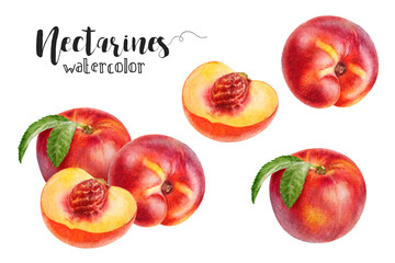 Hand-Painted Watercolor Nectarine Peach Botanical Illustration Isolated on White