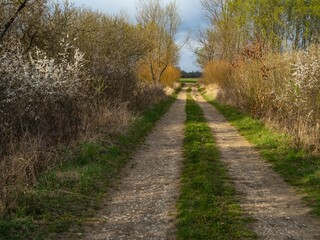 Obraz premium Rural path through flowering hedgerows and early spring trees