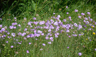 wildflowers with purple-colored petals at sunset. beauty in nature at sunset or dawn. beautiful plant blooms in fields and meadows