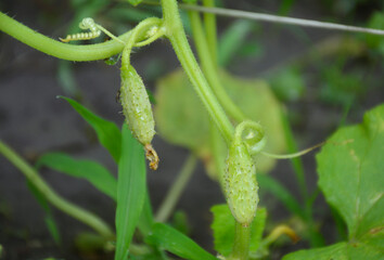 a small green cucumber with a flower at the end hangs on a branch of a bush. growing organic vegetables in the open field and in the greenhouse. tasty, healthy, fortified and refreshing food