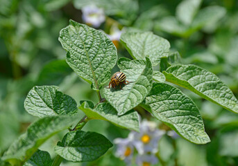 The Colorado potato beetle eats a green potato leaf. a dangerous pest that destroys potato crops. pest control