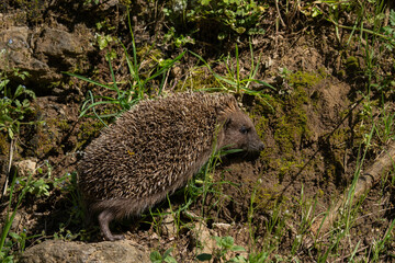 European hedgehog, Erinaceus europaeus, Catalonia, Spain © alba1988