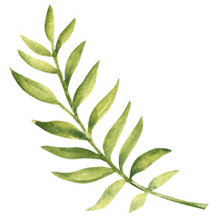 Palm Tropical green Leaf. Watercolor Hand drawn floral illustration isolated on a white background. Design element for pattern, logo or decoration.